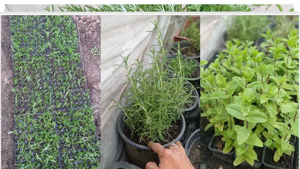 Hibrid special pentru culturi menta olandeza