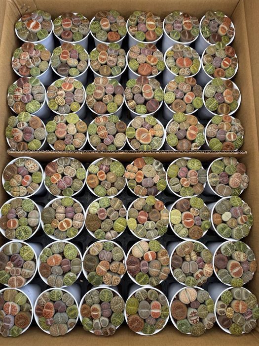 Литопс каменный цветок суккулент