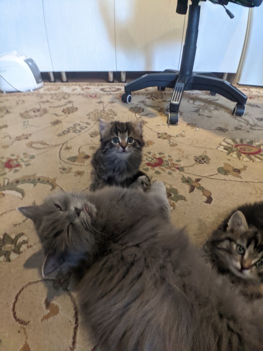 Котёнок в добрые руки