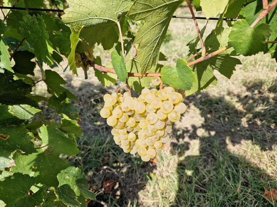 Struguri Chardonnay DOC Cotesti pentru vin de calitate Producator