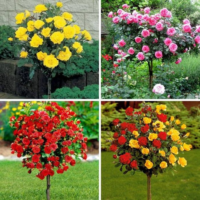 Продаёться розы сортовые