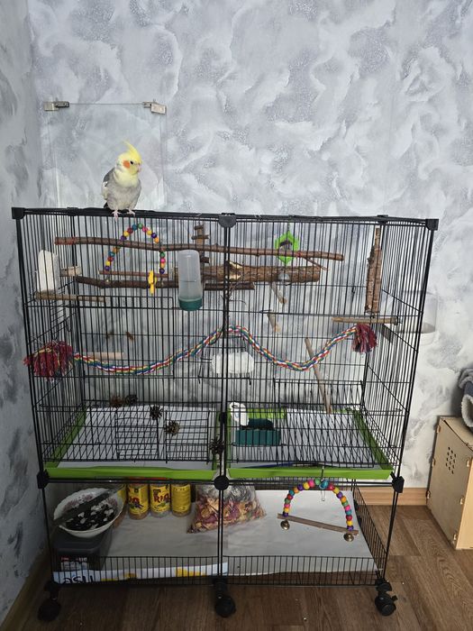 Продам попугая Корелла