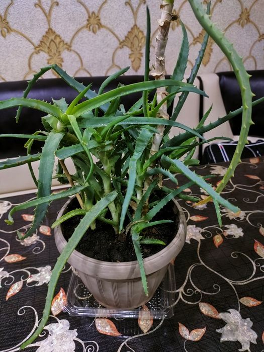 Алоэ лечебное. Доставка