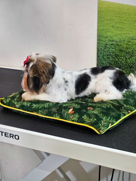 Йоркширски териер Бивер