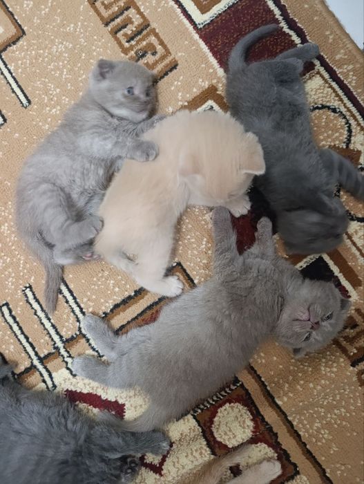 Продаются котята