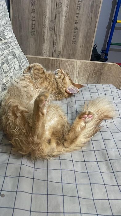 Продам кота Мейн-куна