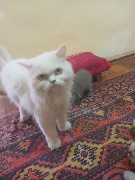 Продаются кошки с детьми