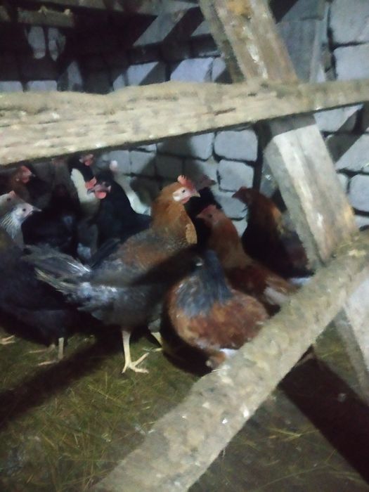 Продам петушков продам