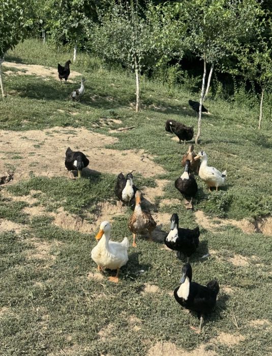 Rațoi si Rațe romanesti