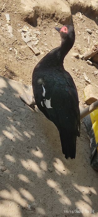 Yirik Muskus oʻrdaklar rangli  ,(bolalari ham bor oʻrta yoshli )
