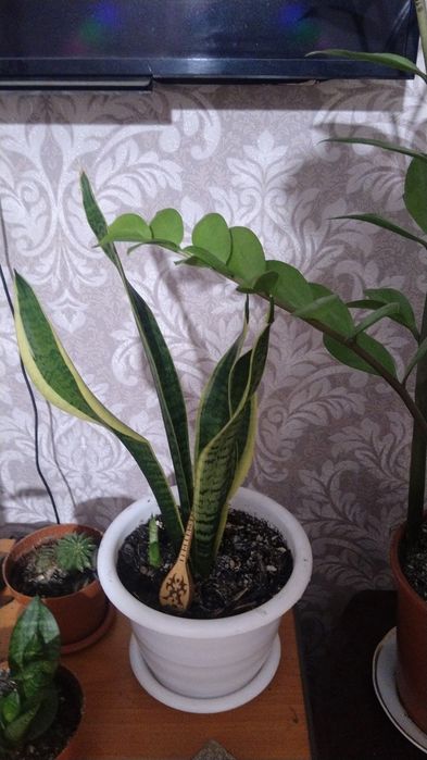 Продаю цветы для дома и офиса