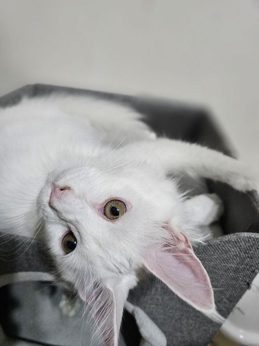 кошка мейн кун белый