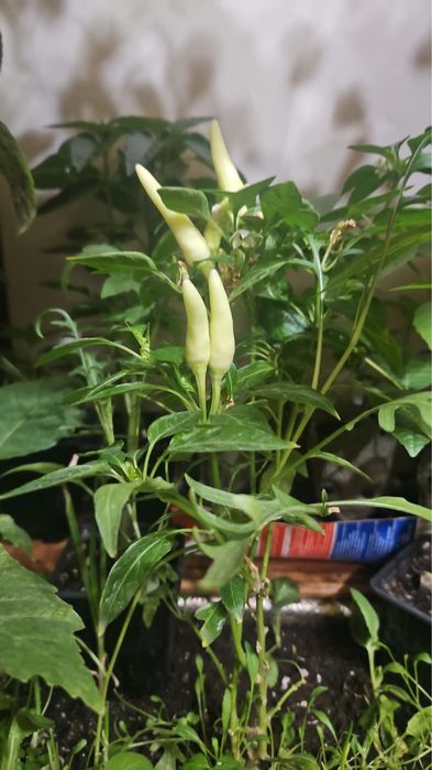 Перчики Халапеньо