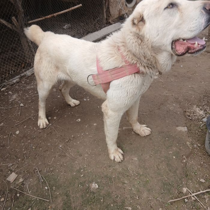 Toza qon TURKMAN ALABAY. 1 yoshda