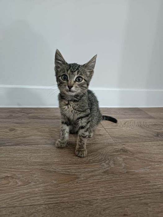 Отдам в добрые руки  котёнка
