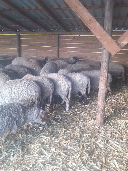 Oi de vânzre ,chiar și pe alese