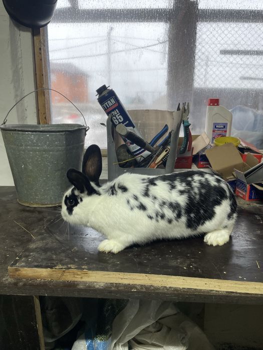 Продам кроликоков