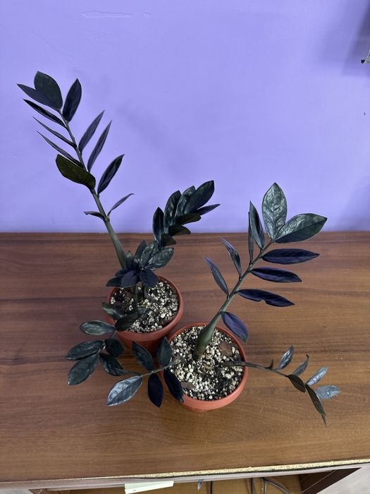 Замиакулькас black и сансевиерия