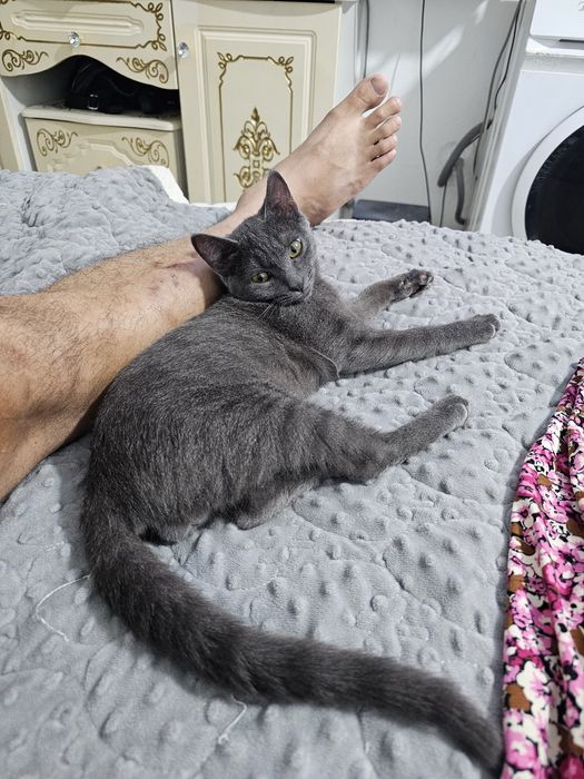 Кот на вязку бесплатно