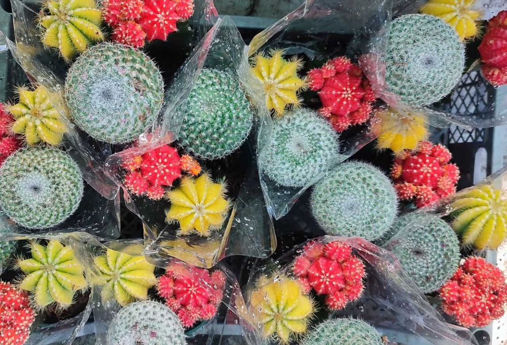 Кактусы разные продаются