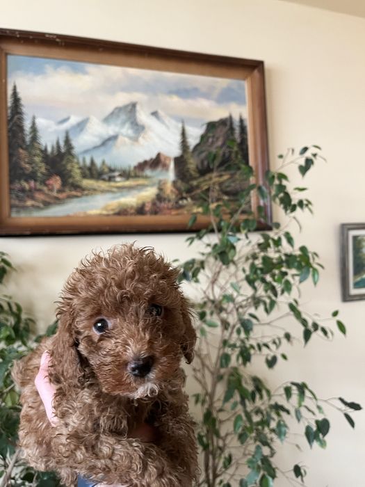 Мини пудели, цвят червен