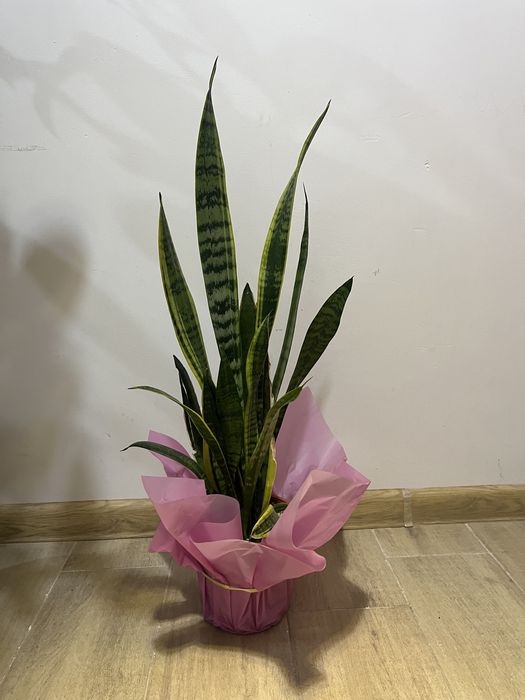 Комнатные офисные растения