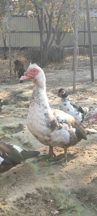 Продам Индоуток селезни