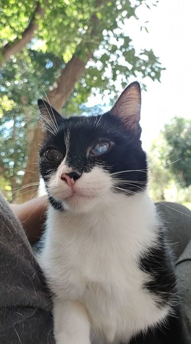 Кот, импозантный мужчина.