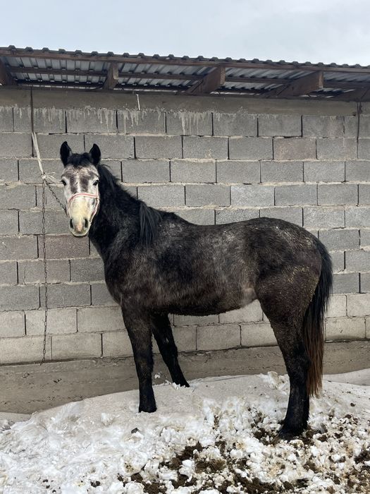 Донен бойы биык