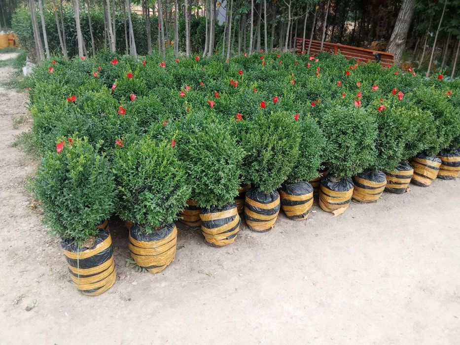 Шамшод  shamshod