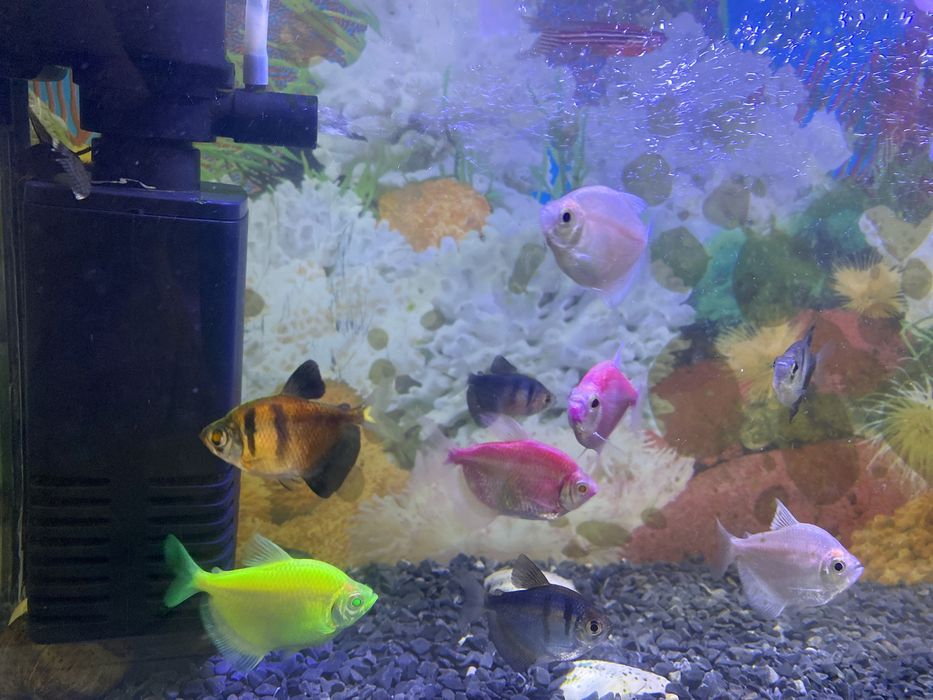 Продам рыбу аквариумный