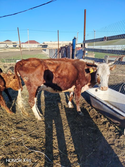 Продаётся скот и телята