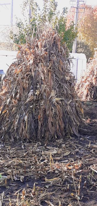 Porumb 2025 Octombrie-Noiembrie