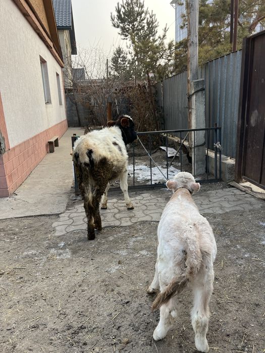 Тана мен бузау сатам