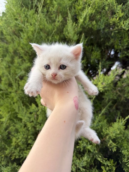 Продам  мешаных котят
