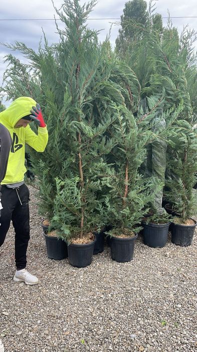 Tuia smaragd , Calitate superioară