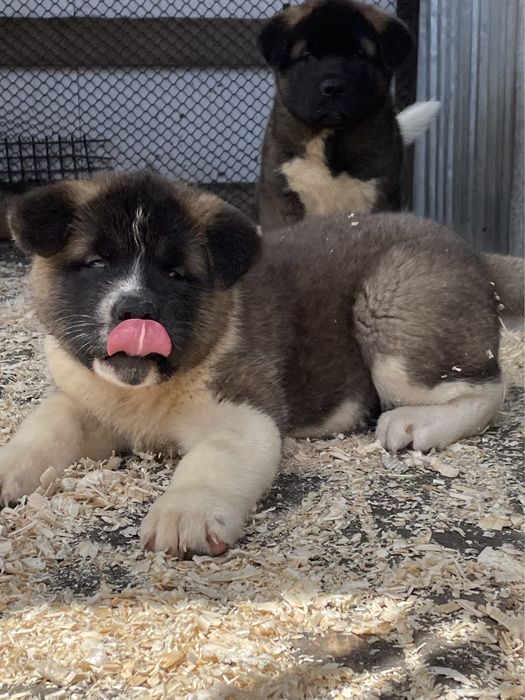 Щенки американской акиты