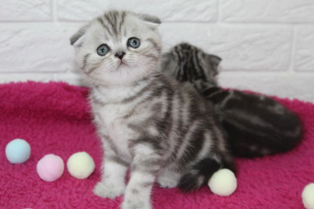 Вислоухие Шотландские малыши, мраморных окрасов,