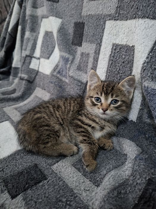 Отдам котят девочки