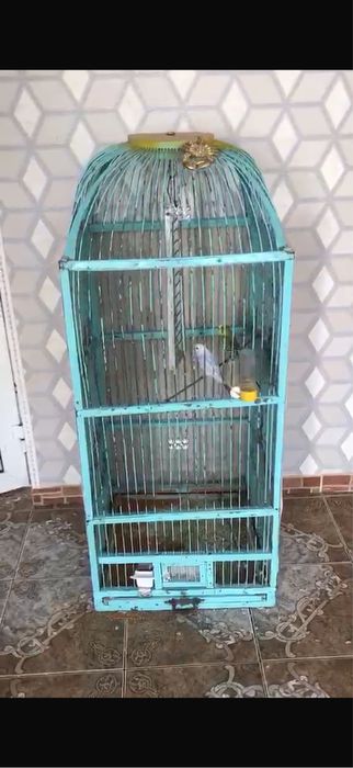 Попугай с клеткой