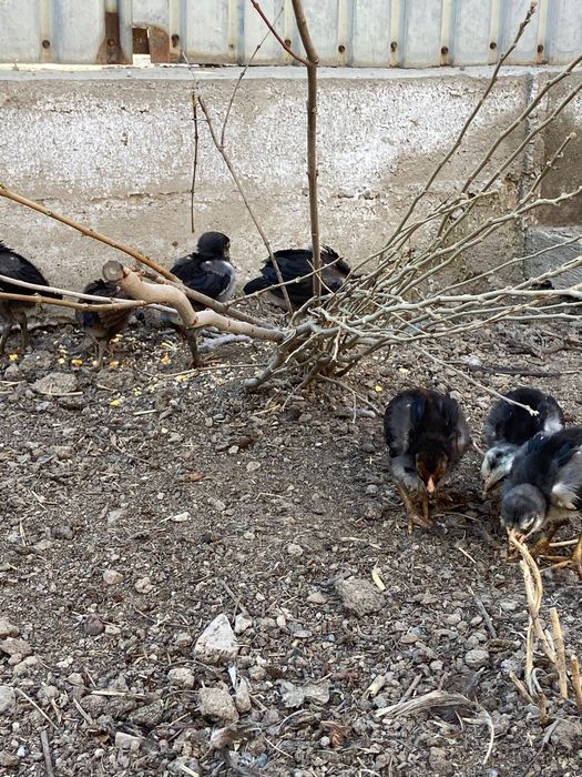 Продам цыплят дакан