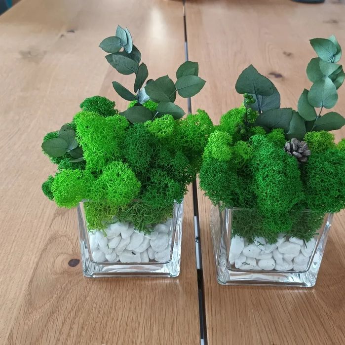 Живи картини и декорации от стабилизиран Скандинавски  мъх