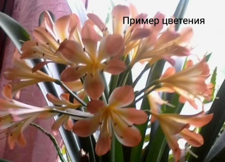 Алоэ и Кливия в наличии