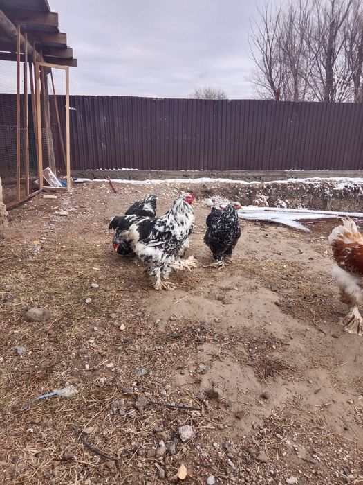 Жаксы таза брама