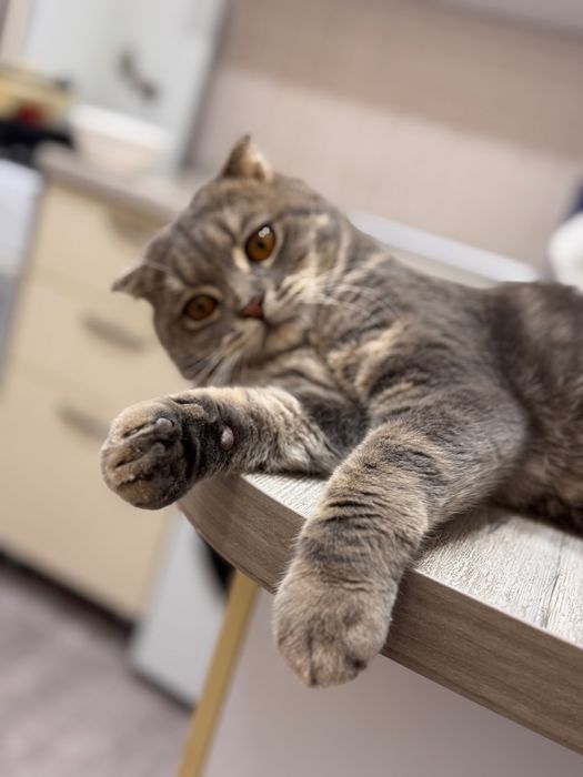 Пропал кот . Мальчик . Юнусабад