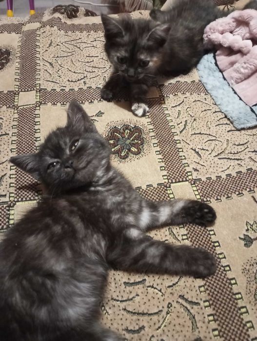 Отдам котят от британской кошки