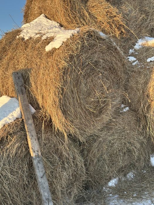 Продам сено в рулонах