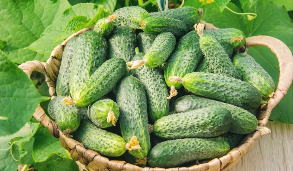 Продам  домашнии огурцы