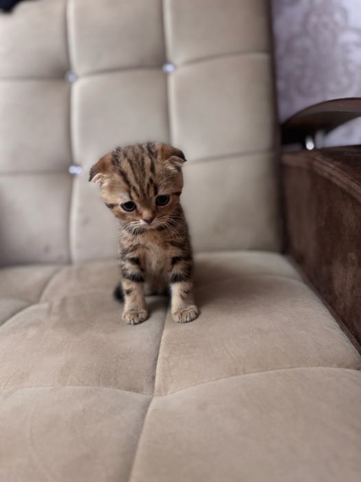 Срочно продаются котята скоттиш фолд мальчики