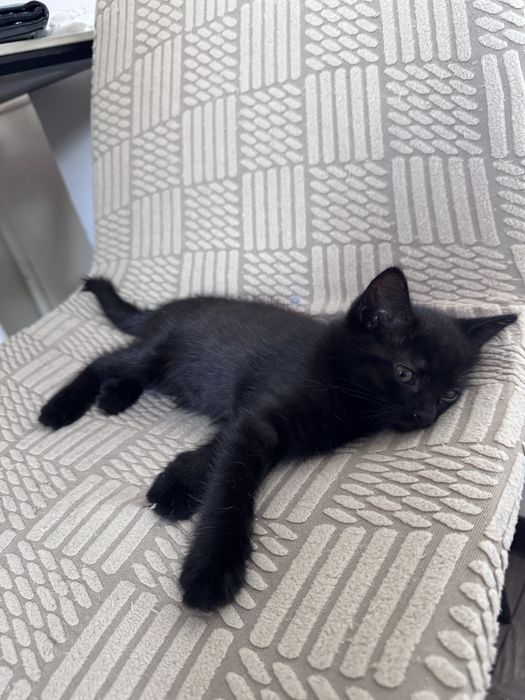 Котята 3 шт все мальчики
